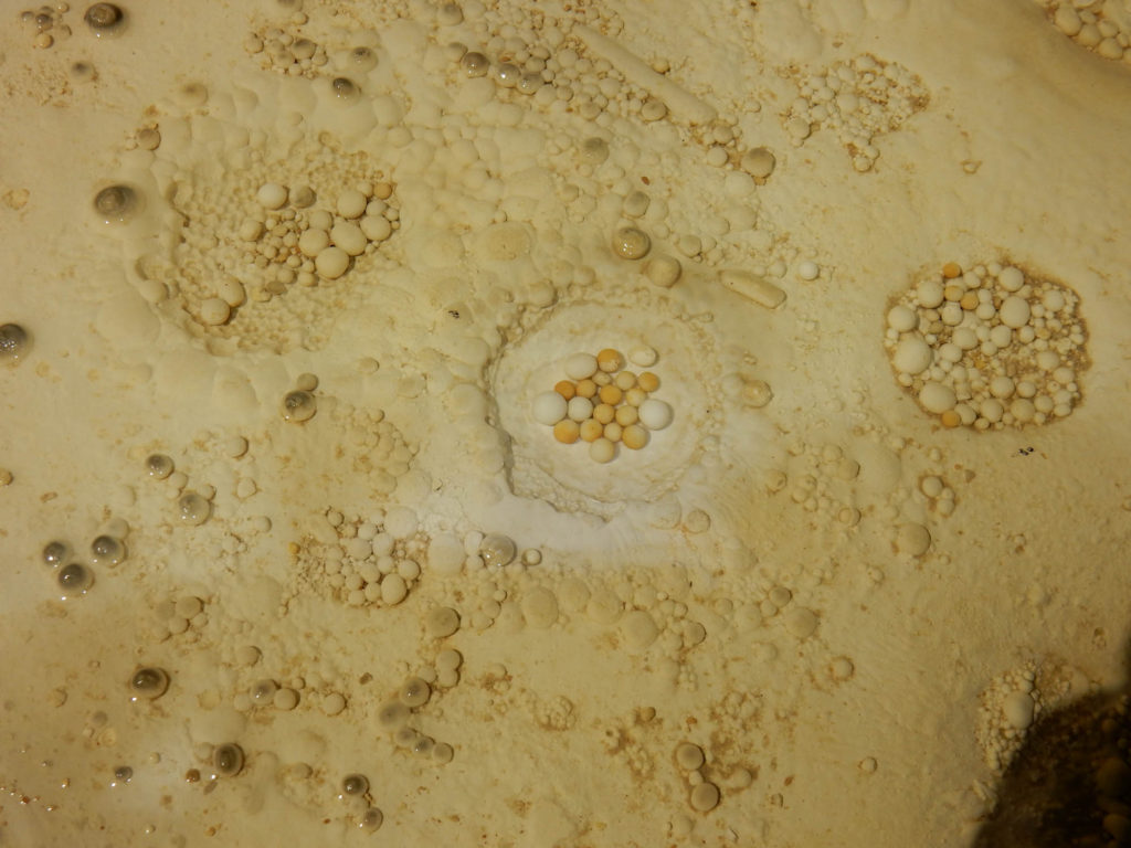 Cave Pearls found in the Rookery