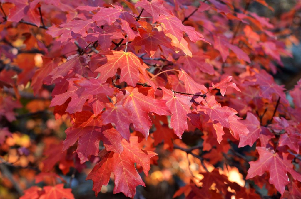 Fall Colors of Guadalupe