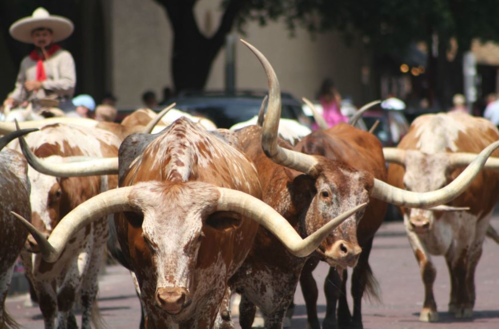 More longhorns at the Stockyard