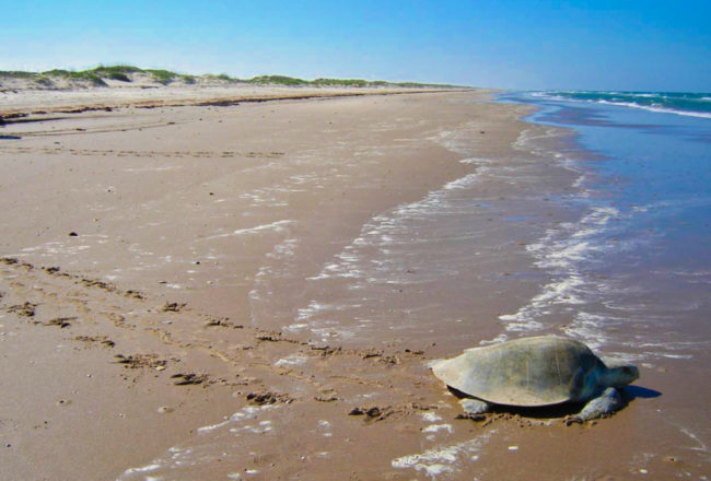 Padre Island Turtles