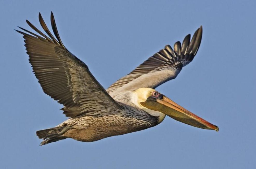 Brown Pelican