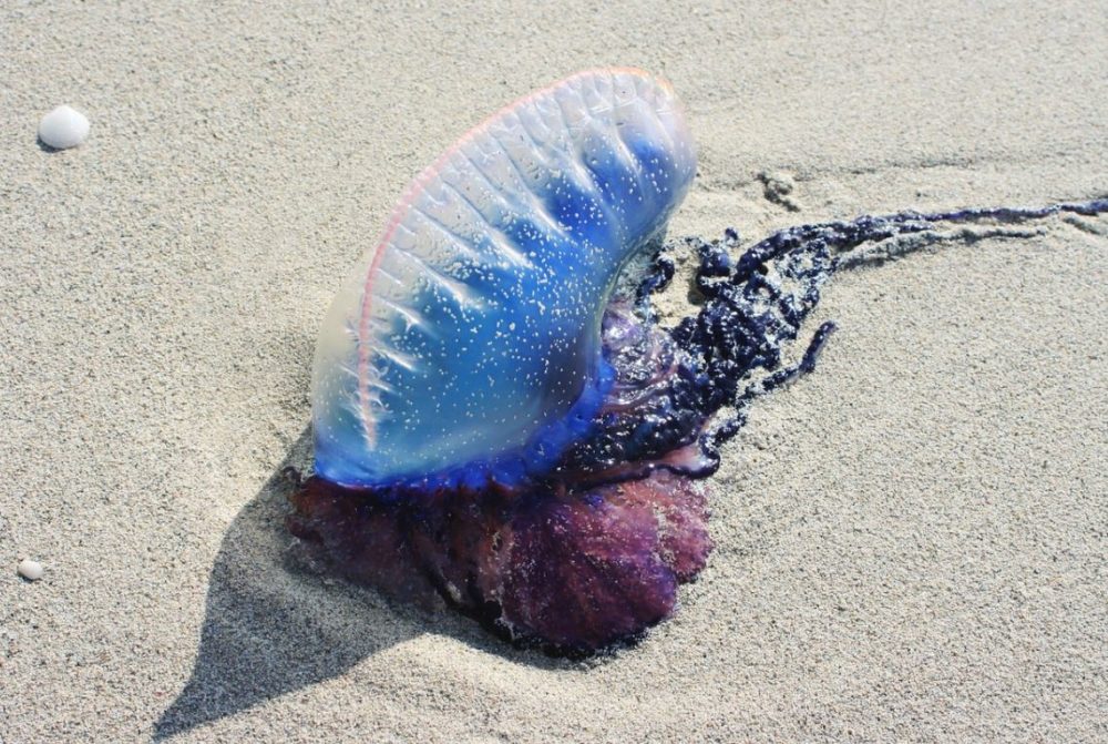 Portuguese Man of War