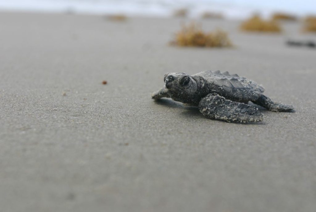 Kemp's ridley hatchling - courtesy of the NPS site