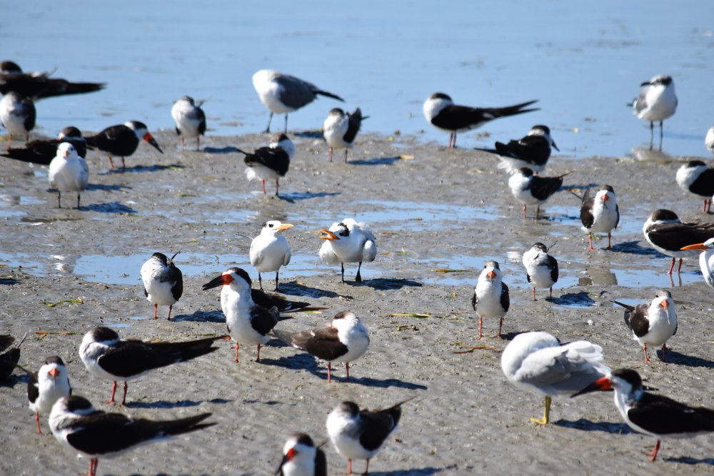 So many shorebirds!