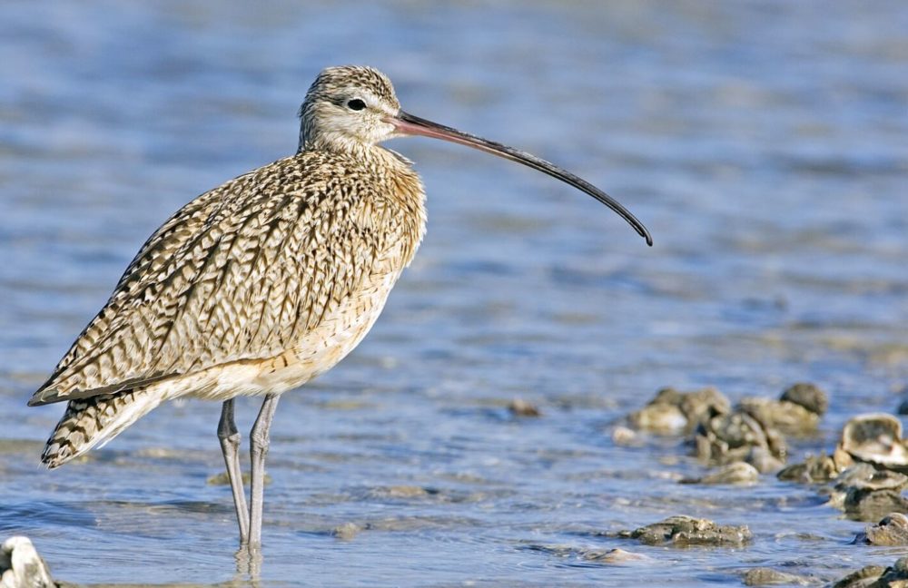 Plenty of Shorebirds