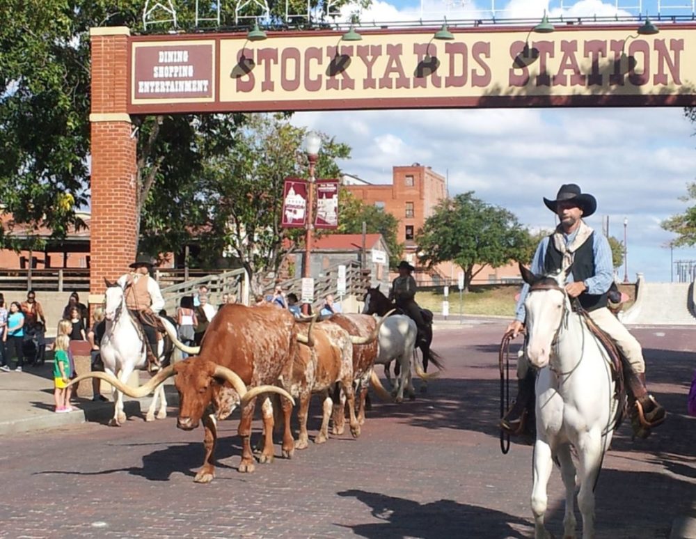 Longhorns at the Stockyard in Fort Worth