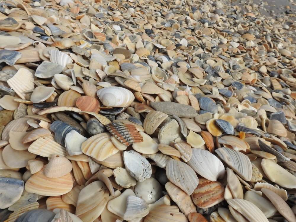 Shells from Small Shell Beach