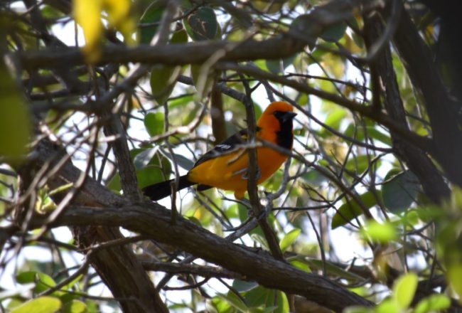 Altamira Oriole