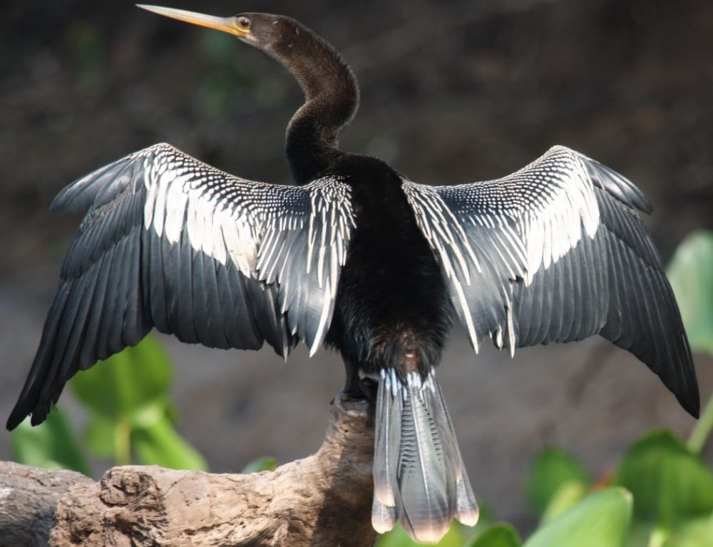 Anhinga