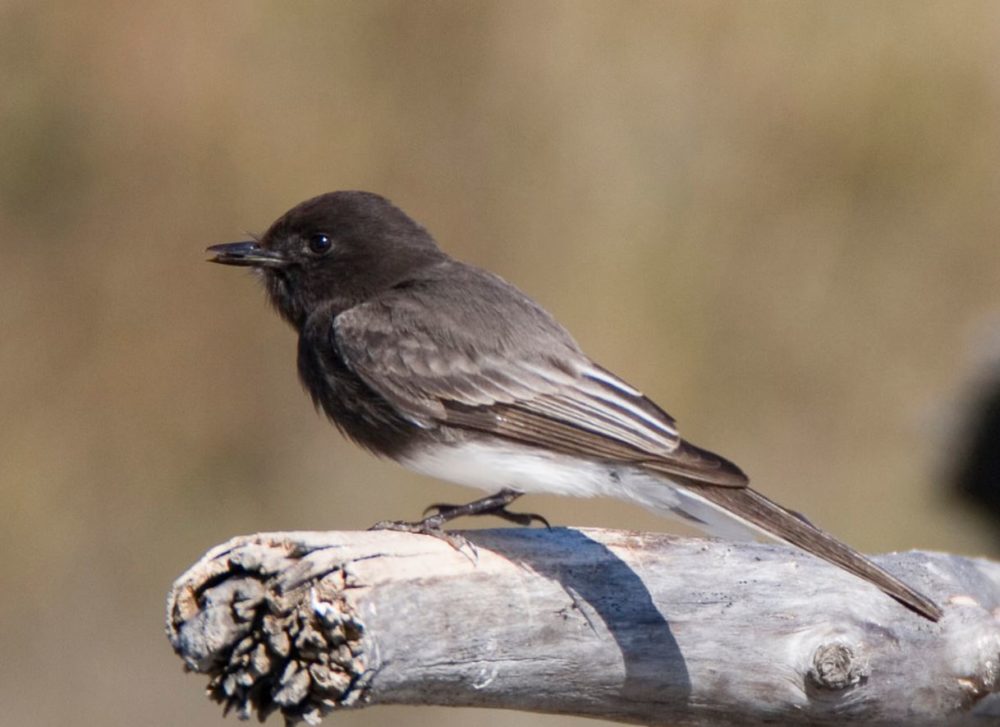 Black Phoebe