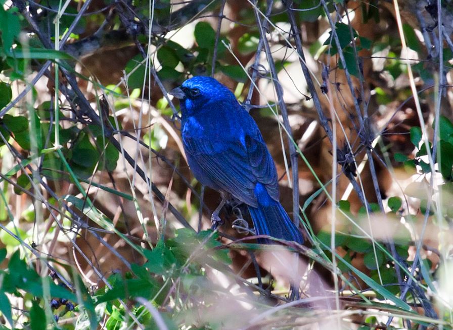 Blue Bunting