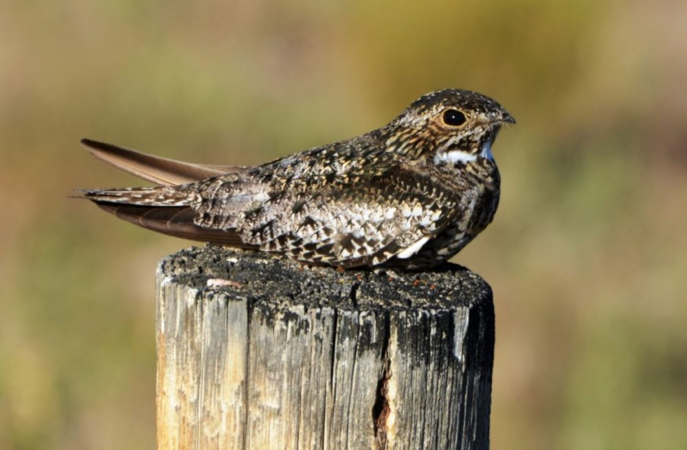 Common Nighthawk