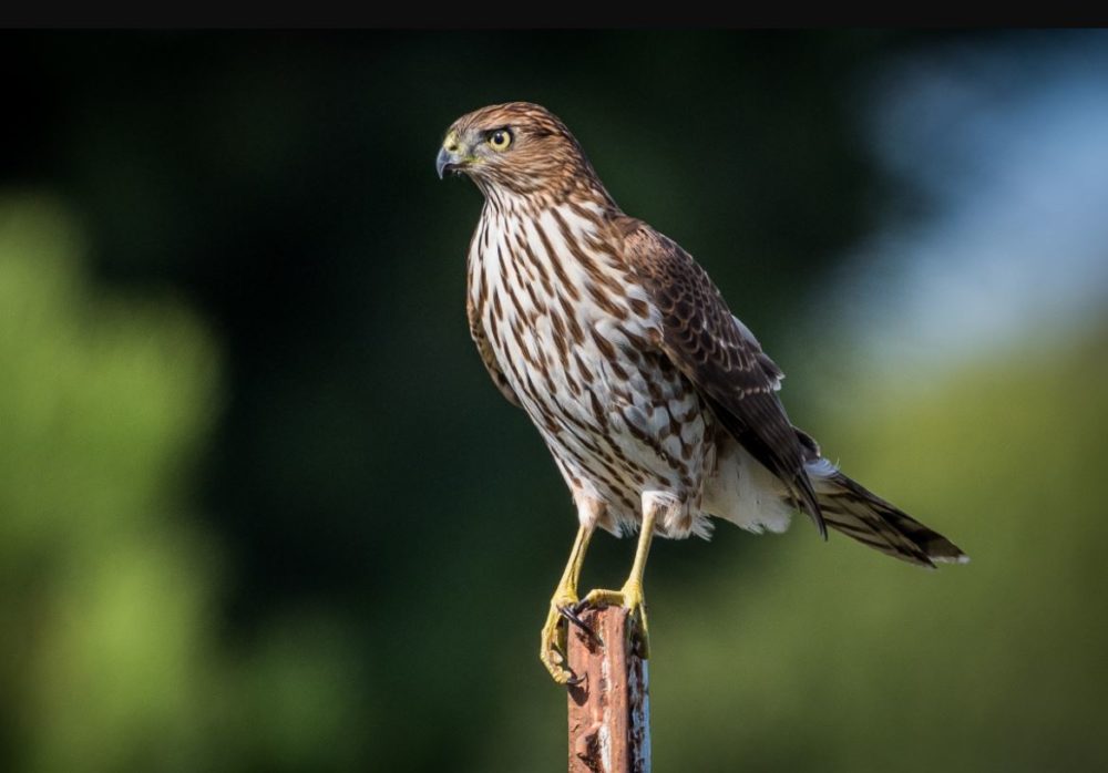 Cooper's Hawk