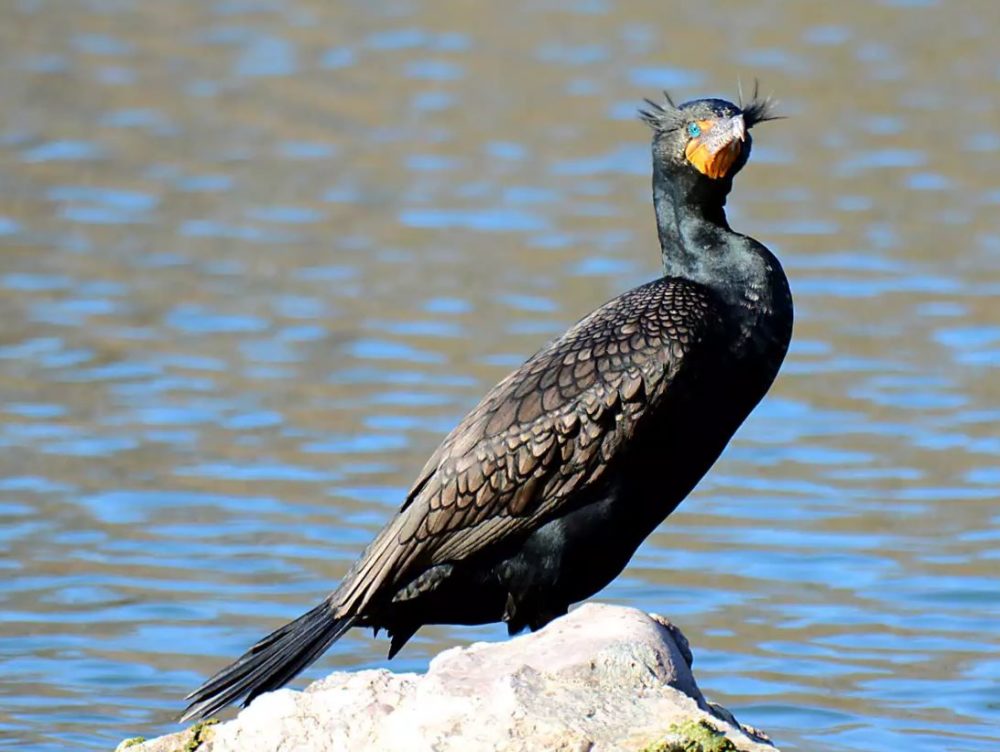 Double-crested Cormorant