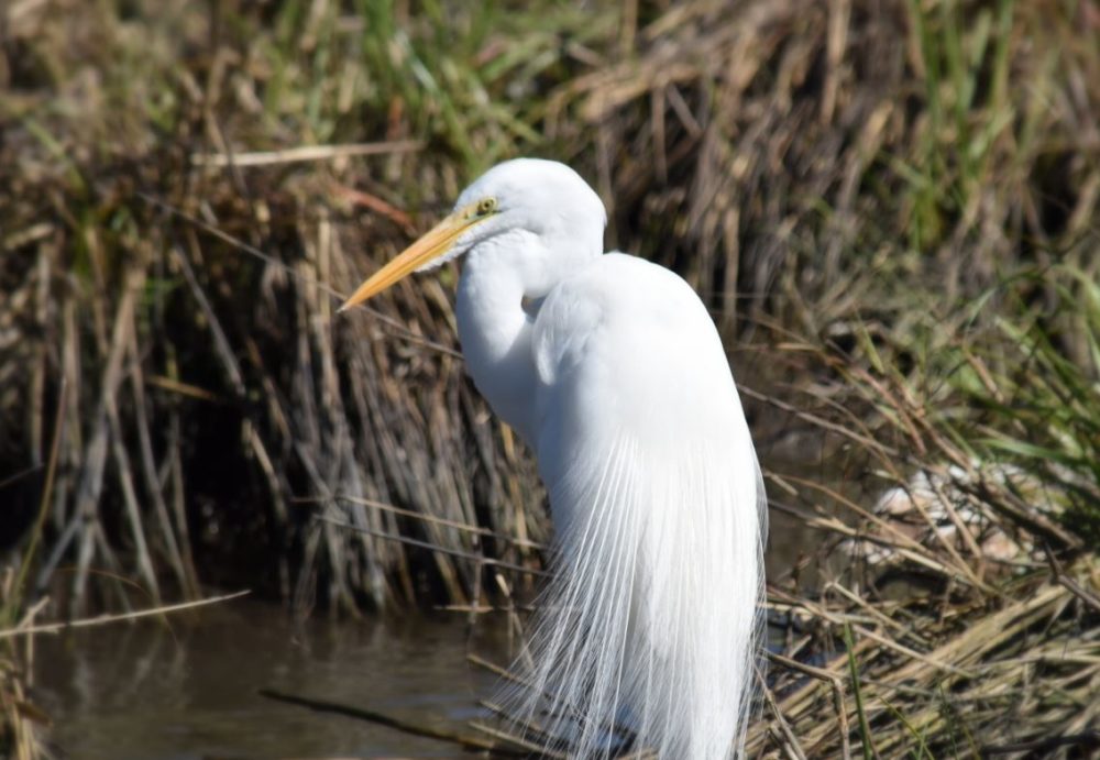 Great White Egret