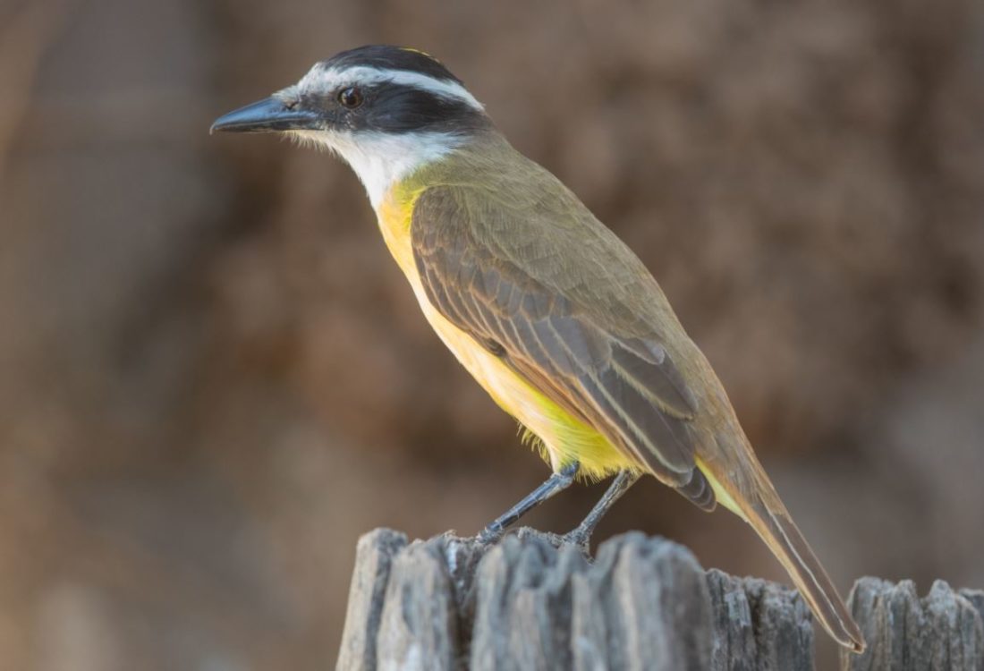 Birding in the Rio Grande Valley The Adventures of Trail