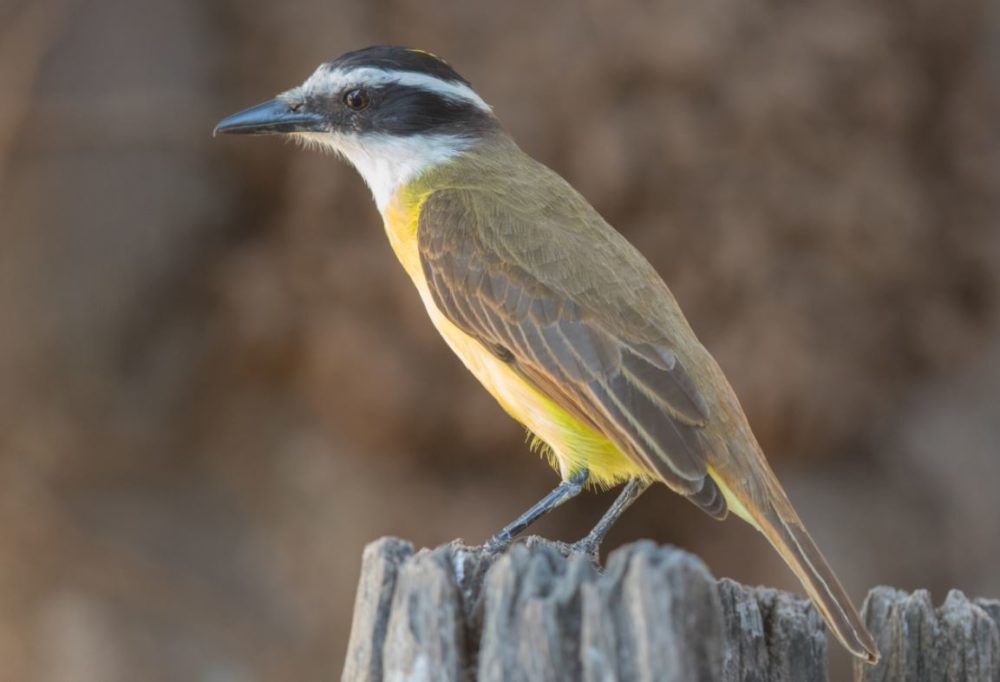 Greater Kiskadee