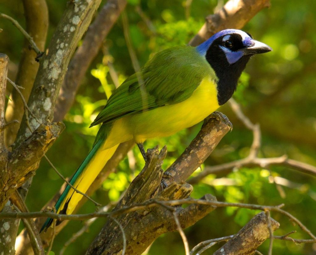 Green Jay