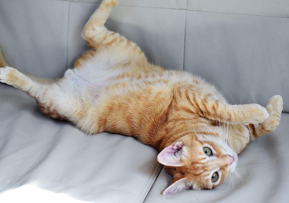 Keckovar the Couch Keeper prefers salmon treats over our Pet Tube, but then again who doesn'? Salmon is tasty.