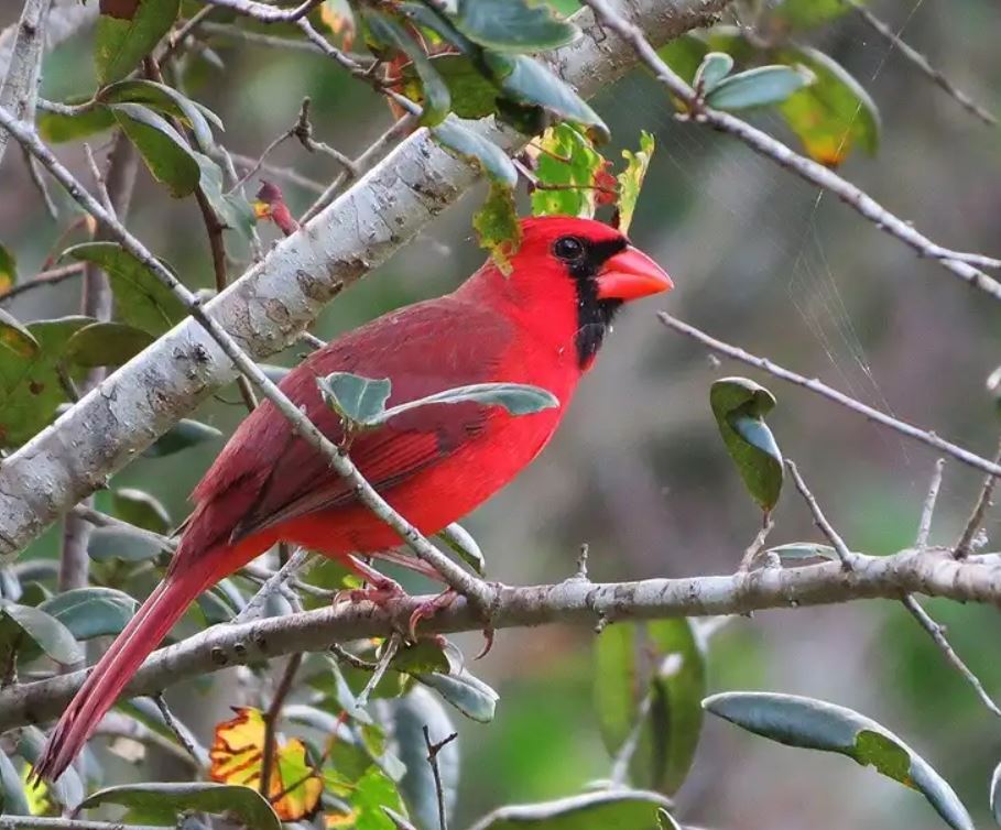 Male Northern Cardinal