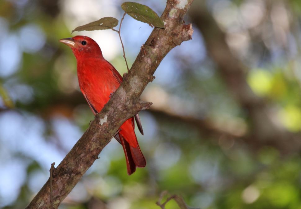 Male Summer Tanager