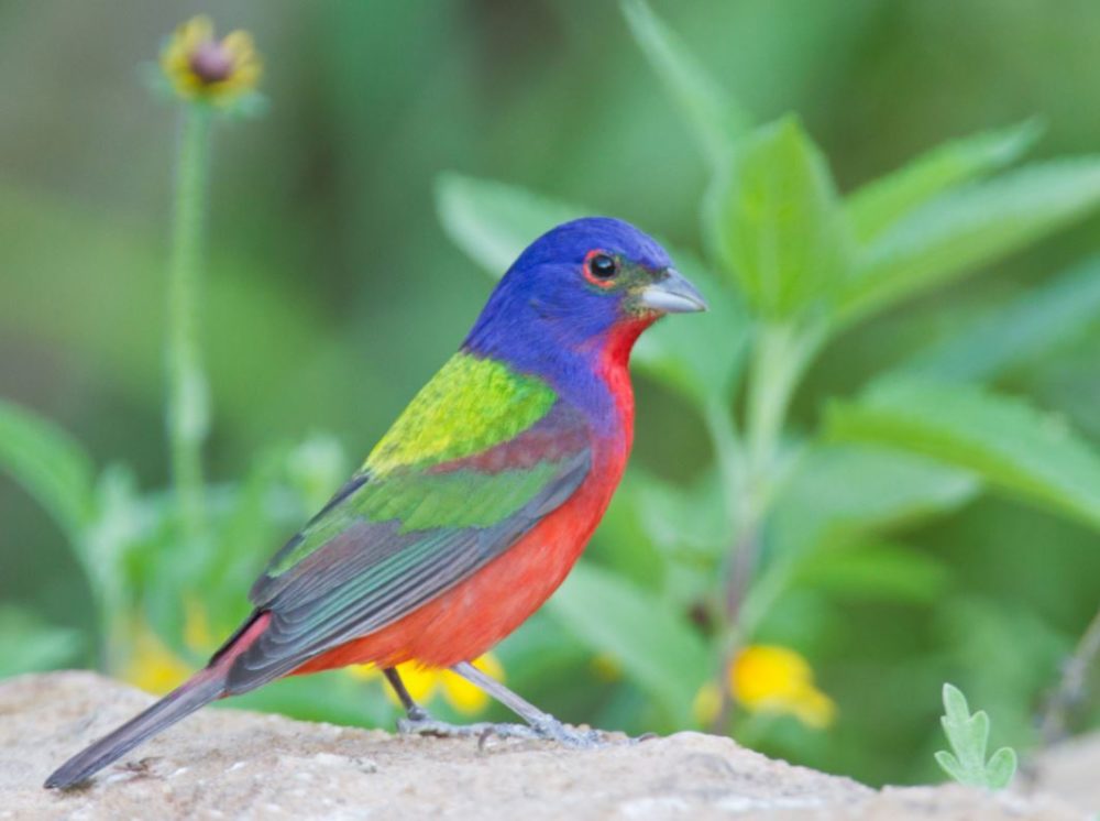 Painted Bunting