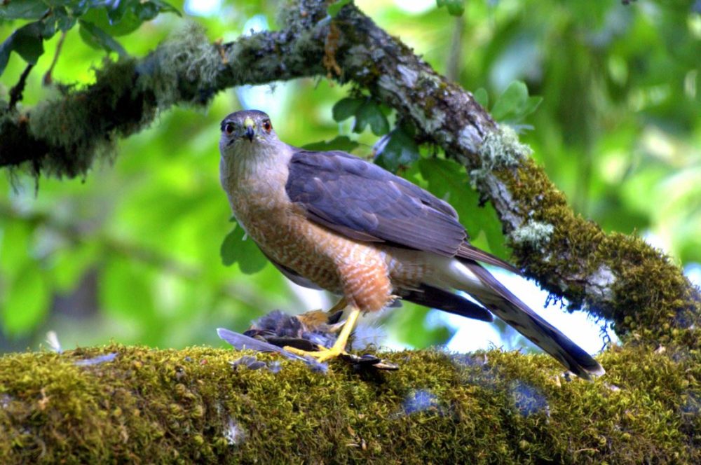 Sharp Shinned Hawk