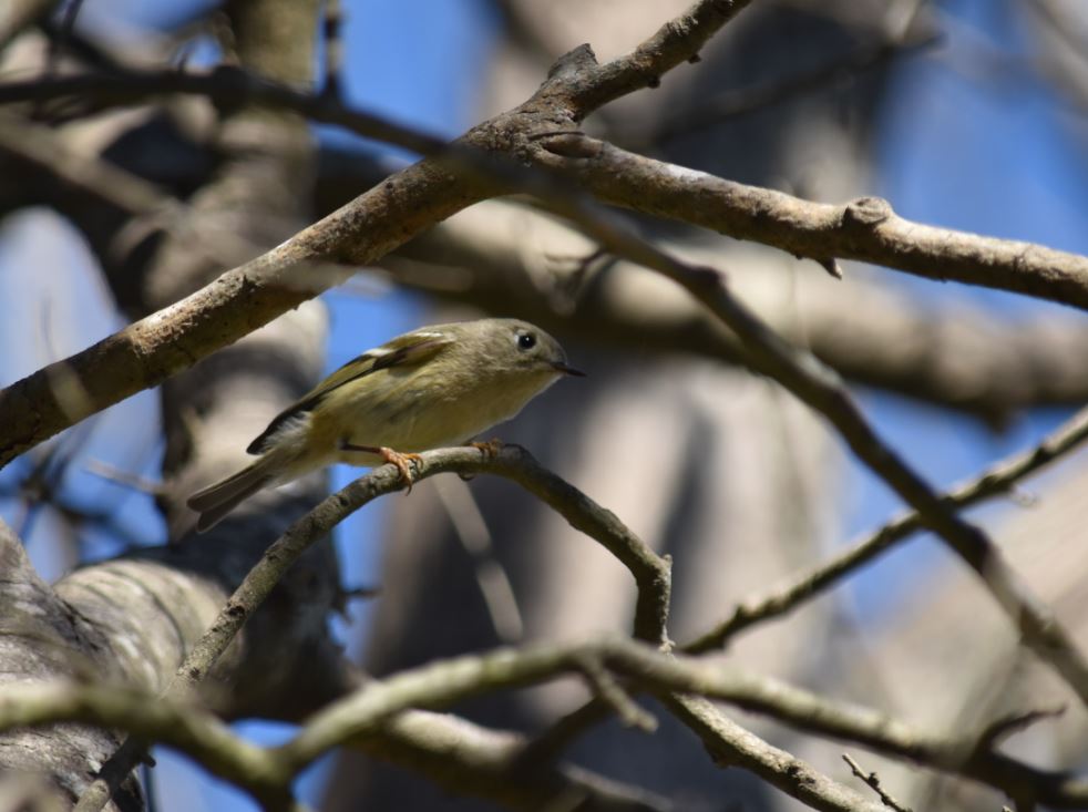 Titmouse