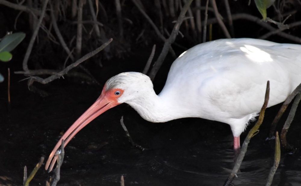 White Ibis