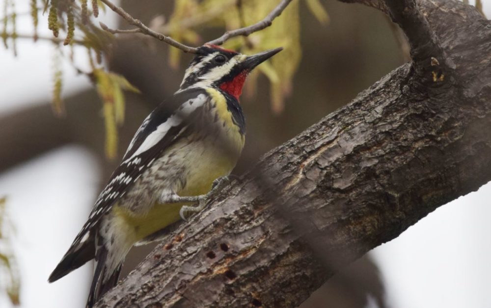 Yellow Bellied Sapsucker