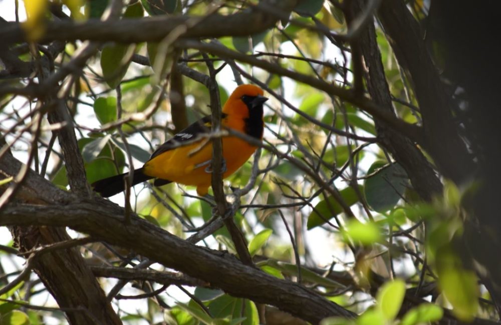 altamira oriole