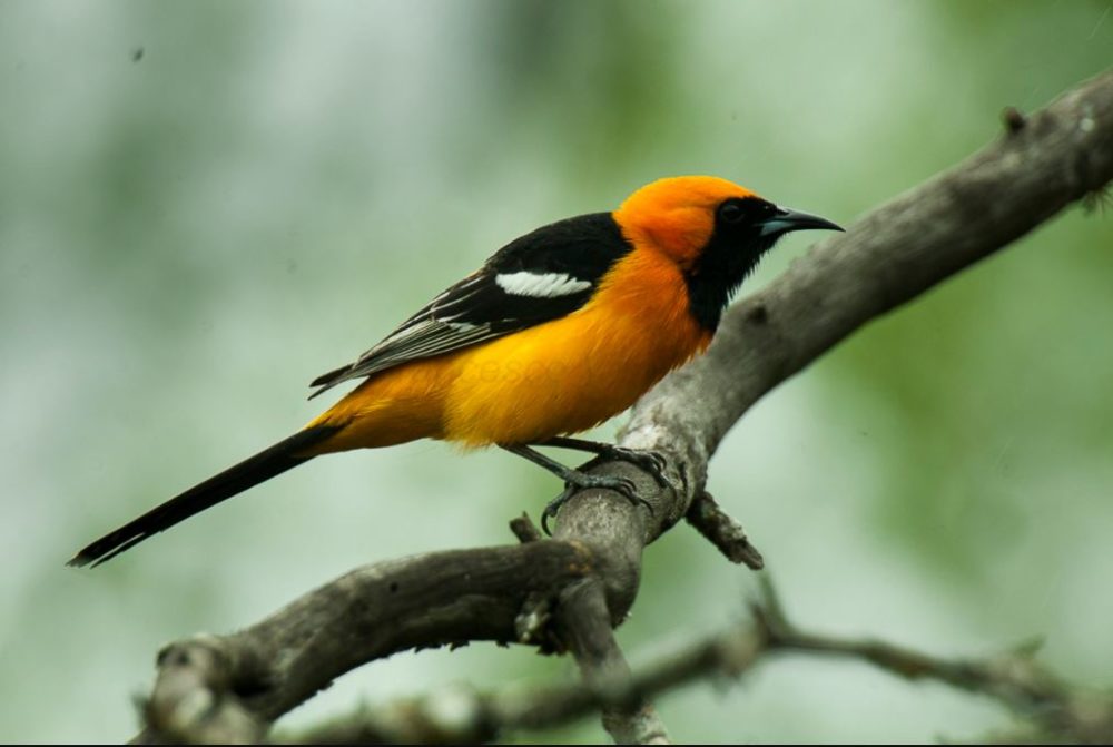 hooded oriole