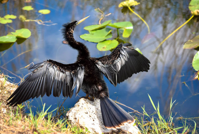 Anhinga - one of many found on Anhinga Trail in Everglades National Park