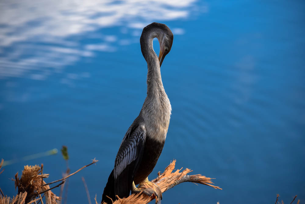 Anhinga - one of many found on Anhinga Trail in Everglades National Park 