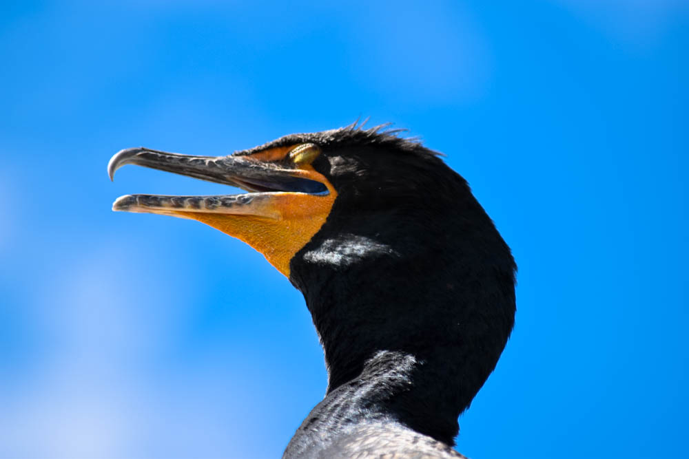 Double Crested Cormorant 