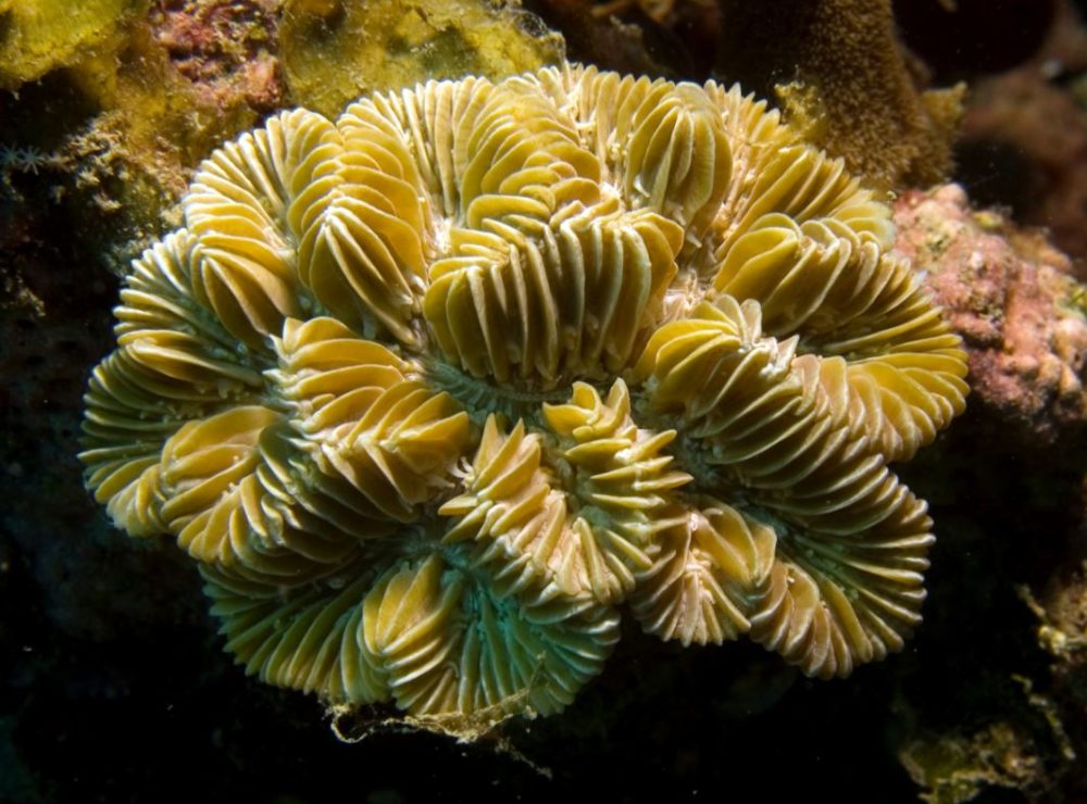 Find gorgeous corals at Little Africa Reef