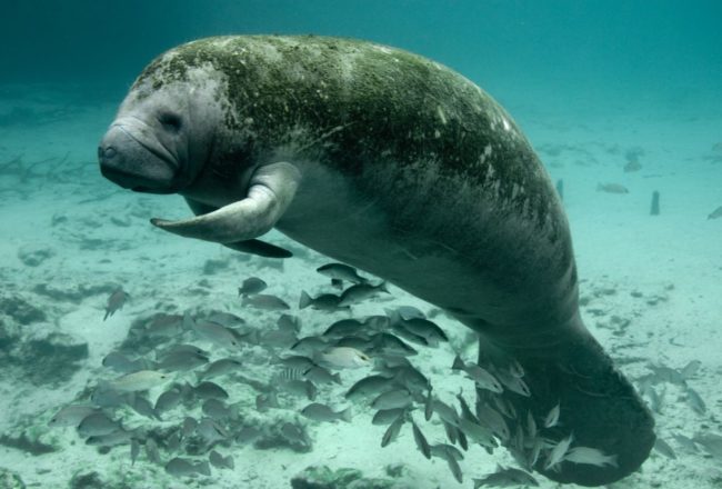 Crystal River Manatee