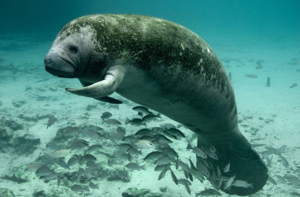 Crystal River Manatee