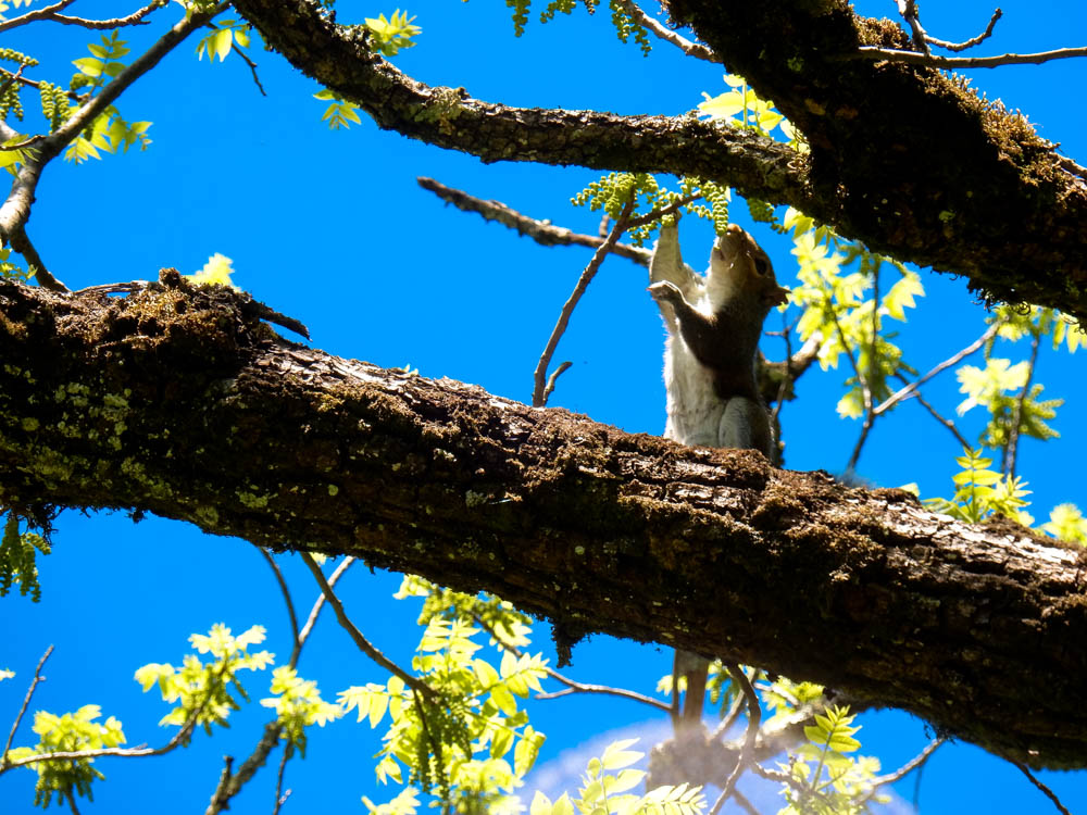Squirrel nibbling on buds