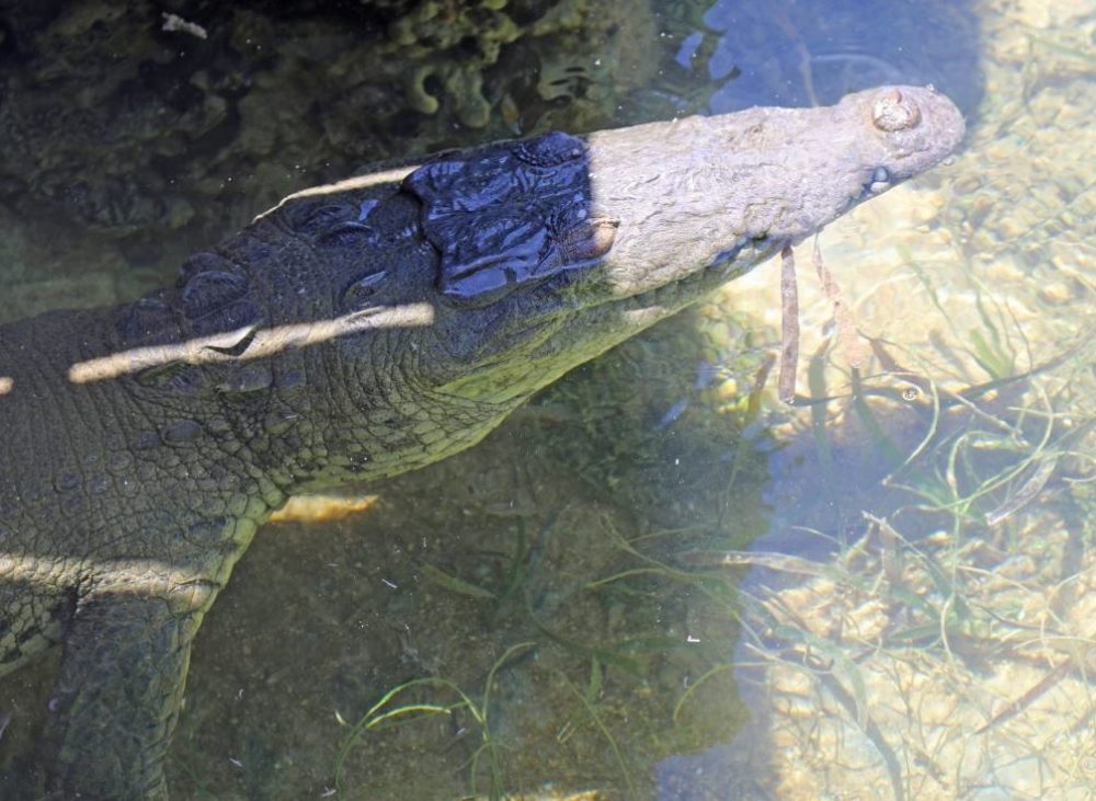 After 14 years of living in the moat, this croc was moved to the Everglades