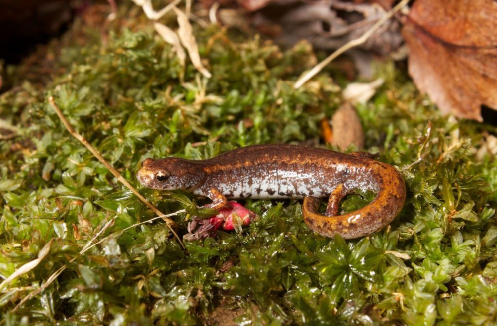 Four-toed salamander