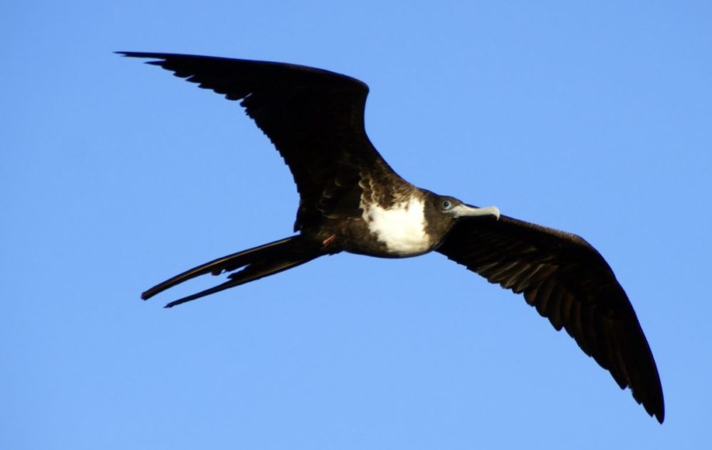 Magnificent Frigatebird