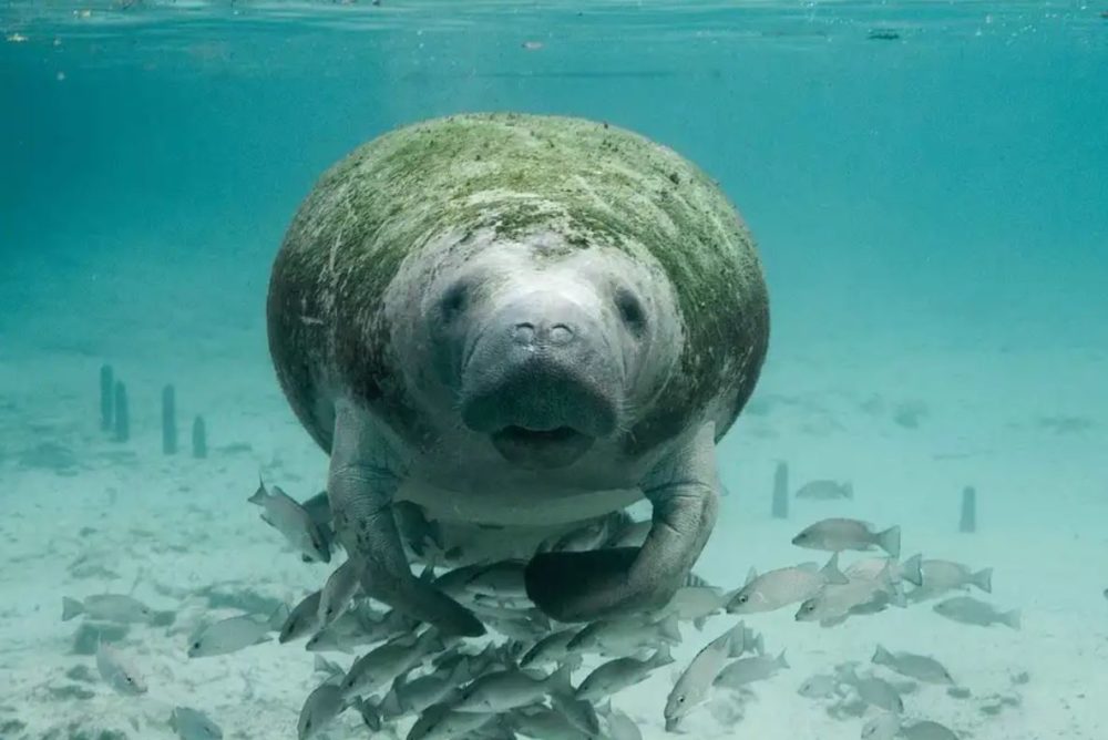 The Gentle Giant, Manatees of Crystal River, FL - Curious Craig