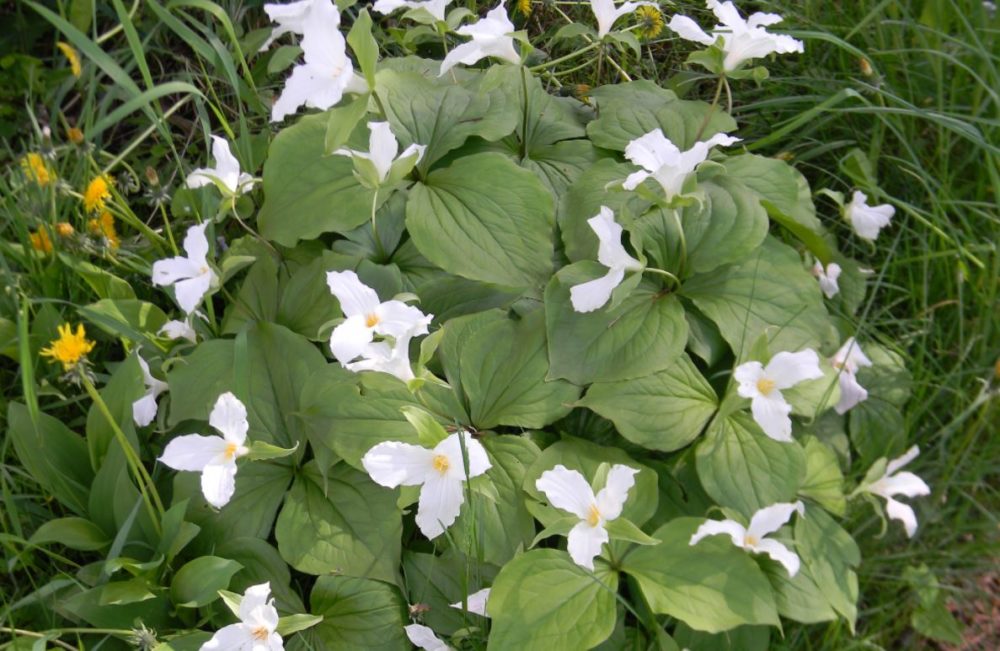 White Trilliums