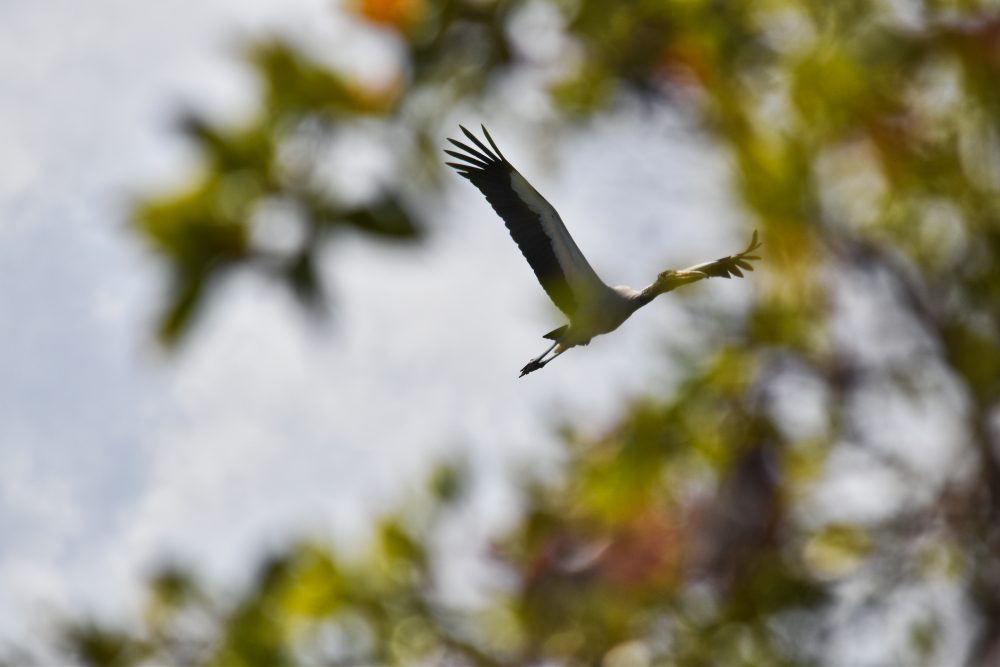 Wood Stork