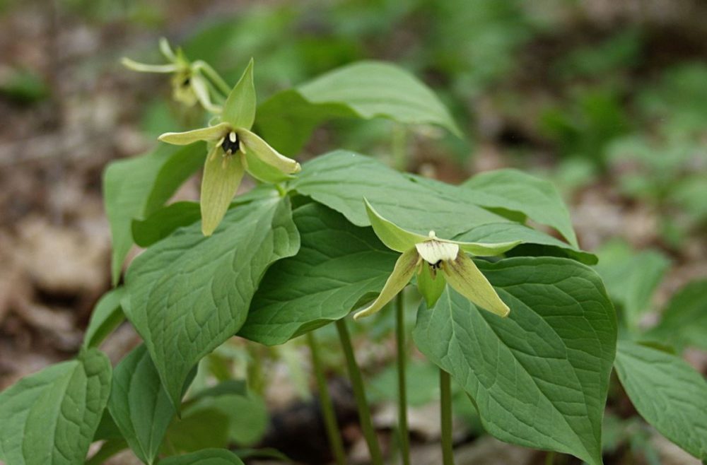 Yellow Trilliums