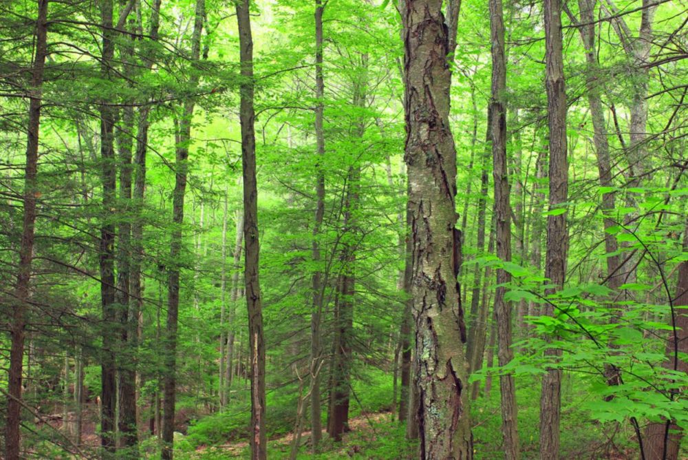 Trees planted in the late 1800s and early 1900s 