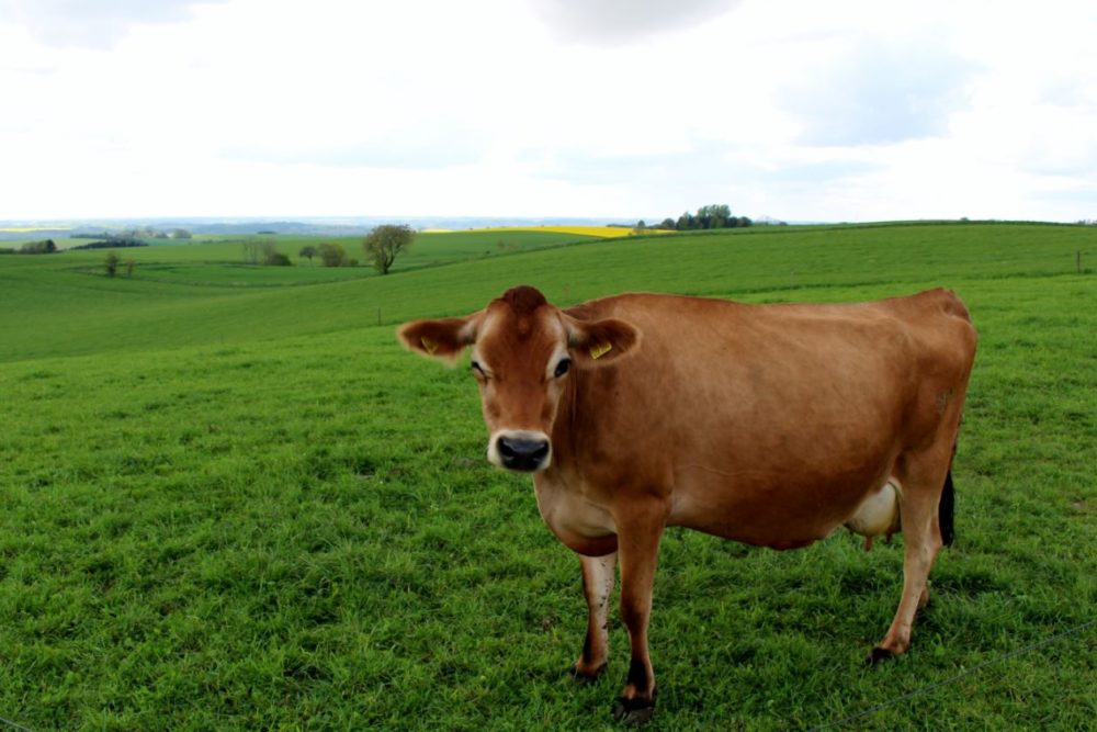 Jersey Cow