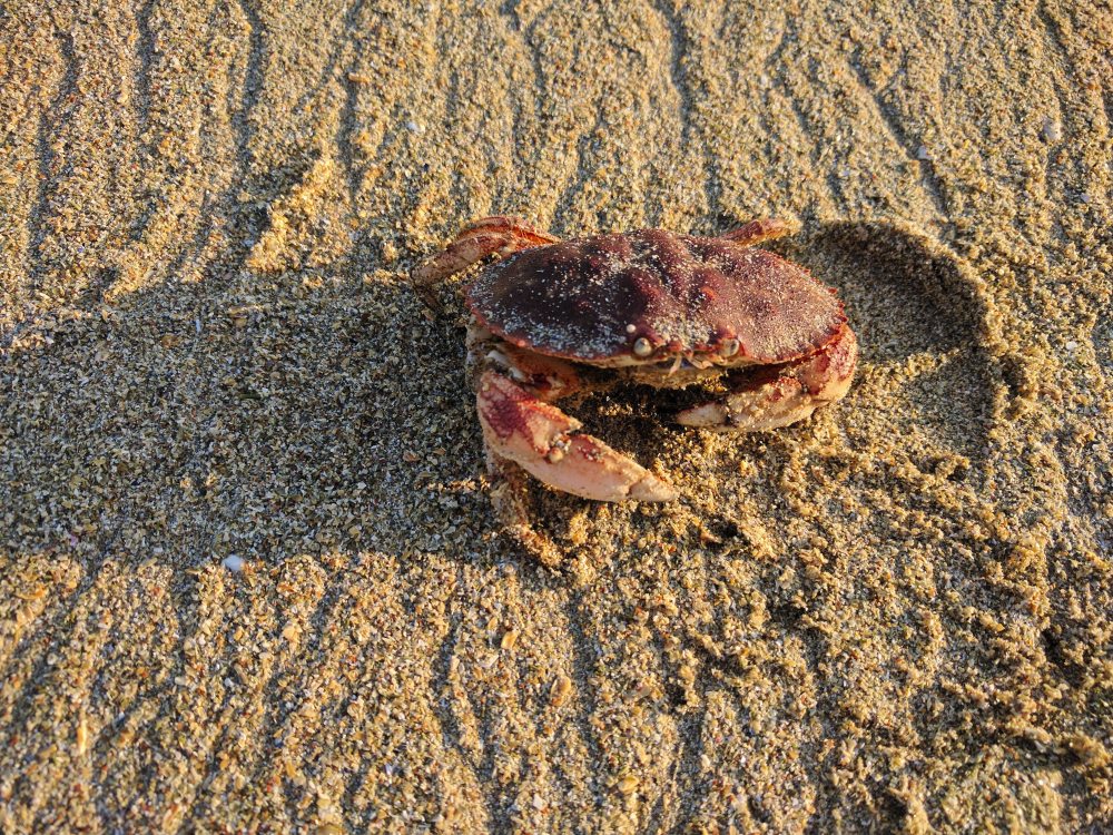 Sandy Beach Crab