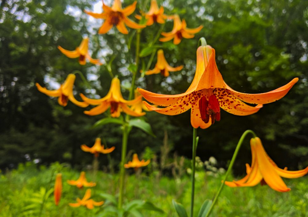 Wild Garden Lily